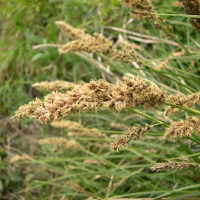 carex_paniculata3md (Carex paniculata)