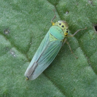 cicadella_viridis3bbd (Cicadella viridis)