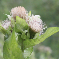 cirsium_oleraceum2md