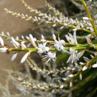 cordyline_banksii2md (Cordyline banksii)