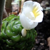 costus_dubius3md (Costus dubius)