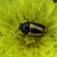 Cryptocephalus vittatus (Cryptocéphale à bandes blanches)