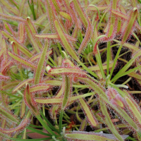 drosera_capensis2md (Drosera capensis)