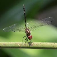 dythemis_sterilis4bd (Dythemis sterilis)