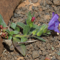 echium_bonnetii3bd (Echium bonnetii)