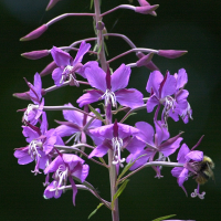 epilobium_angustifolium3amd