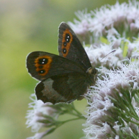 erebia_aethiops5md