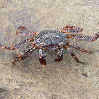 grapsus_grapsus5sd