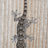 hemidactylus_turcicus2md