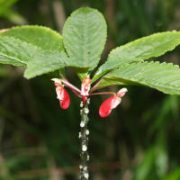 impatiens_congolensis2md