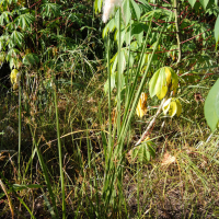 Imperata cylindrica (Impérata cylindrique, Herbe de sang japonaise)