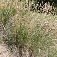 Koeleria macrantha (Koélérie grêle)