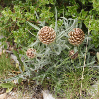 Leuzea conifera (Leuzée conifère)