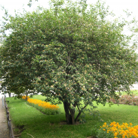 Lonicera maackii (Camerisier de Maack)