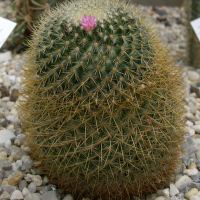 Mammillaria rhodentha (Mammillaria)