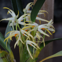 maxillaria_ochroleuca2md