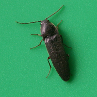 Melanotus punctolineatus (Mélanote noir)