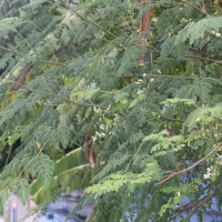 Moringa oleifera (Moringa)