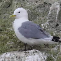mouette_tridactyle_-_rissa_tridactyla7bd
