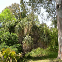 Nolina longifolia (Noline à longue feuille, Mexican Grass Tree)