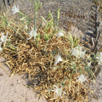 pancratium_maritimum6mv