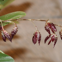 pleurothallis_navicularis2md