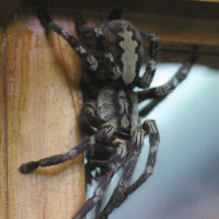 poecilotheria_regalis2md