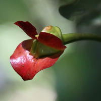 Psychotria elata (Lèvres chaudes, Hooker's Lips, Hot lips plant, Labios de Mujer)
