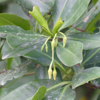 rhizophora_mangle3md (Rhizophora mangle)