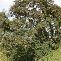 Robinia pseudoacacia (Robinier faux acacia)