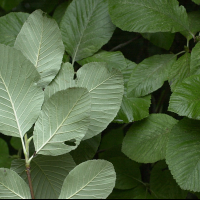 Sorbus_aria