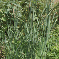 Typha latifolia (Massette à feuilles larges)