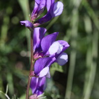 vicia_onobrychioides1md
