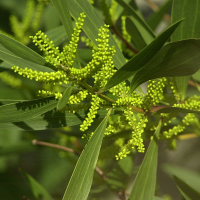 Acacia longifolia (Mimosa chenille, Acacia à longues feuilles)