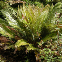 Blechnum cycadifolium (Blechnum à feuilles de cycas)