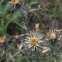 carlina_vulgaris4md (Carlina vulgaris)