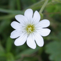 Cerastium_arvense (Cerastium arvense)