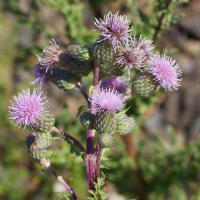 cirsium_arvense3md (Cirsium arvense)