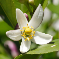 citrus_sinensis6md (Citrus sinensis)