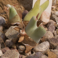 Conophytum meyeri (Conophytum)