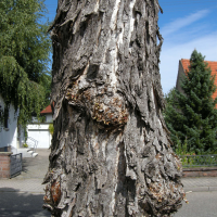 corylus_colurna4md (Corylus colurna)