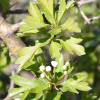 crataegus_azarolus2md (Crataegus azarolus)