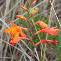 crocosmia_x_crocosmiiflora3md (Crocosmia x crocosmiiflora)