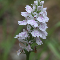 dactylorhiza_maculata5md (Dactylorhiza maculata)