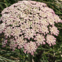 daucus_carota_gummifer4md (Daucus carota ssp. gummifer)