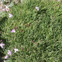 Dianthus furcatus (Œillet fourchu)
