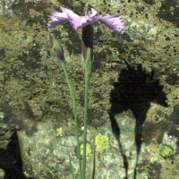 dianthus_gratianopolitanus2md (Dianthus gratianopolitanus)