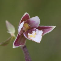 epipactis_palustris4bd (Epipactis palustris)