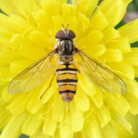 episyrphus_balteatus2md (Episyrphus balteatus)