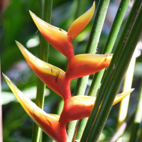 heliconia_bihai2md